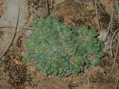 Chthonocephalus pseudevax