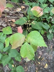 Toxicodendron
