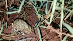 Anaxyrus debilis