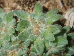 Chthonocephalus pseudevax