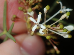 Grevillea levis
