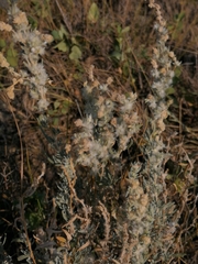 Krascheninnikovia lanata