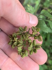 Thaspium barbinode