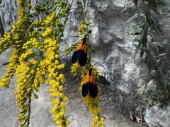 Lycomorpha pholus