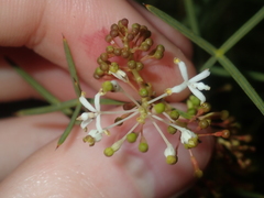 Grevillea levis