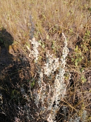 Krascheninnikovia lanata