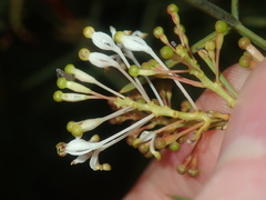 Grevillea levis