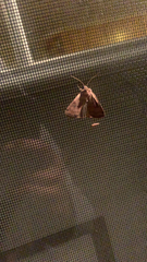 Galgula partita