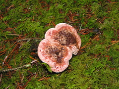 Hydnellum peckii