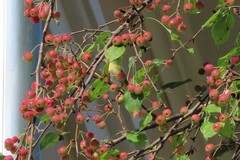 Phylloscopus trochilus