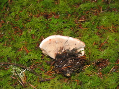 Hydnellum peckii
