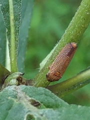 Paraulacizes irrorata