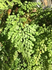 Adiantum venustum