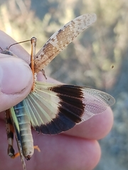 Trimerotropis latifasciata