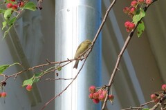 Phylloscopus trochilus