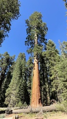 Sequoiadendron giganteum