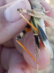 Trimerotropis latifasciata