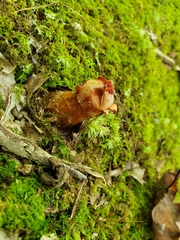 Calostoma