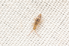Entomobrya nivalis