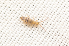 Entomobrya nivalis