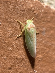 Gyponana