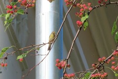 Phylloscopus trochilus