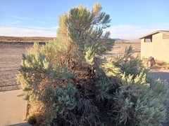 Artemisia tridentata tridentata