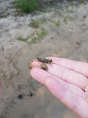 Booneacris glacialis