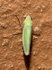 Draeculacephala
