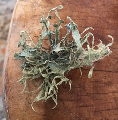 Ramalina leptocarpha