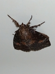 Orgyia postica