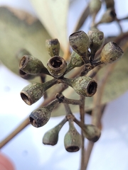 Eucalypteae