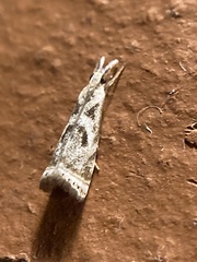 Microcrambus