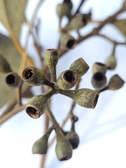 Eucalypteae