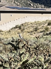 Amphispiza bilineata