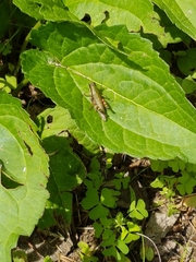 Booneacris glacialis