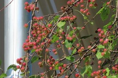 Phylloscopus trochilus