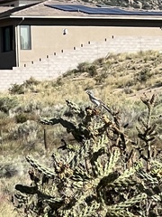 Amphispiza bilineata