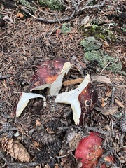 Russula xerampelina