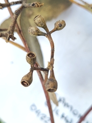 Eucalypteae