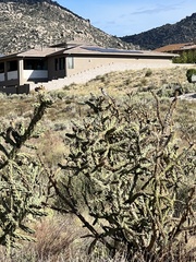 Amphispiza bilineata