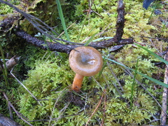 Lactarius deliciosus