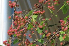 Phylloscopus trochilus