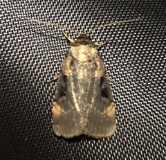 Pseudohermonassa bicarnea