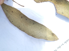 Eucalypteae