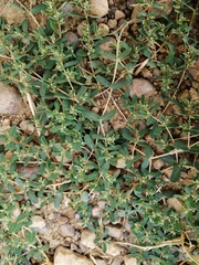 Euphorbia glyptosperma