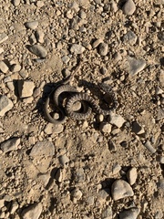 Coluber constrictor mormon