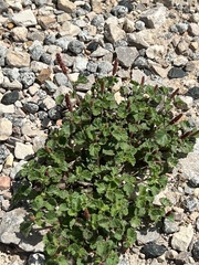 Acalypha monostachya