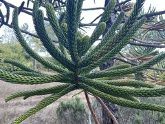Araucaria rulei