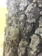 Ramalina stenospora